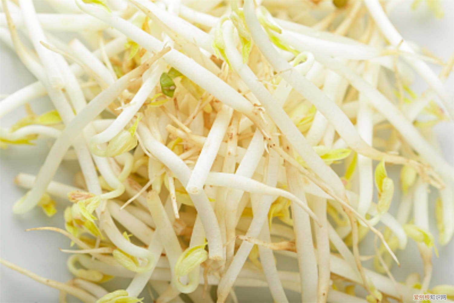 怎么生豆芽最简单的方法 怎么生豆芽，有什么注意事项