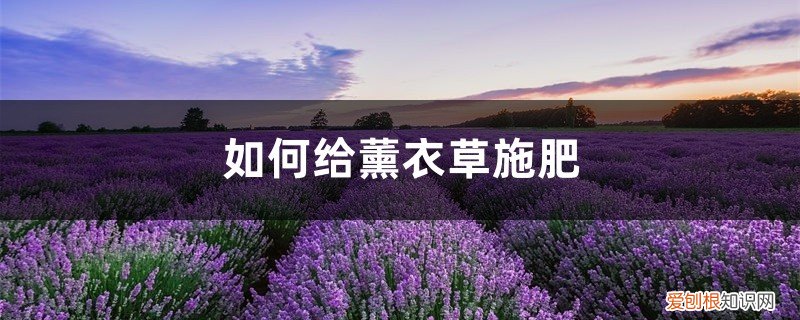薰衣草需要多浇水吗 薰衣草施肥方法,用什么肥好
