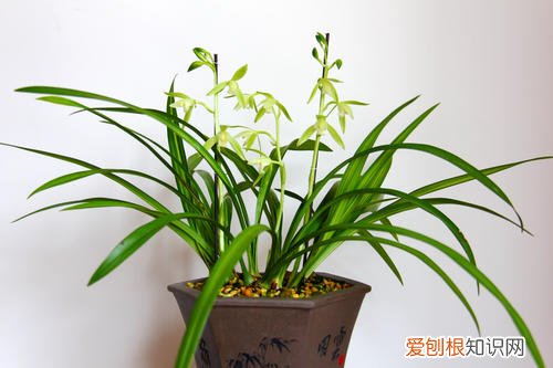 兰花叶子卷起来是怎么回事 兰花卷叶子是怎么回事？怎么救？