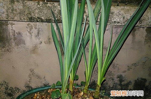 兰花叶子卷起来是怎么回事 兰花卷叶子是怎么回事？怎么救？