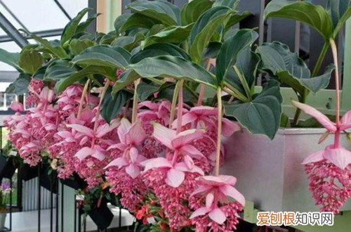 宝莲灯花黄叶子怎么办 宝莲灯叶子发黄怎么回事？查找原因，了解解决方法！
