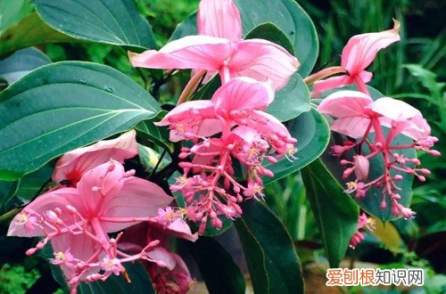 宝莲灯花黄叶子怎么办 宝莲灯叶子发黄怎么回事？查找原因，了解解决方法！