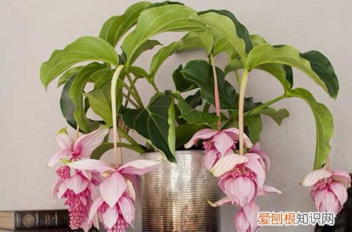 宝莲灯花黄叶子怎么办 宝莲灯叶子发黄怎么回事？查找原因，了解解决方法！