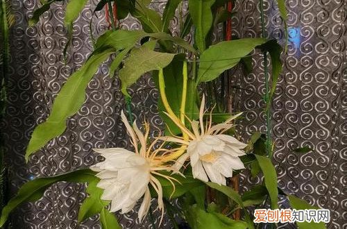 昙花怎么诱芽 有什么方法可以让昙花多长侧芽？注意这些小技巧，侧芽就能长得多