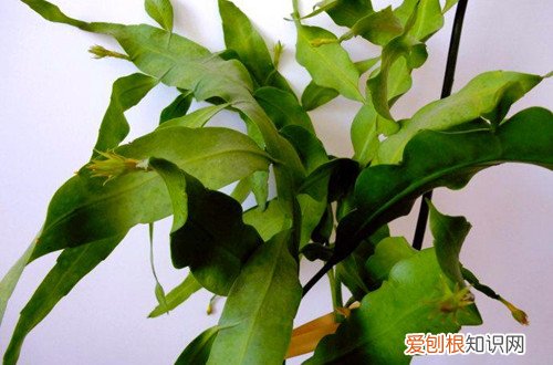 昙花怎么诱芽 有什么方法可以让昙花多长侧芽？注意这些小技巧，侧芽就能长得多