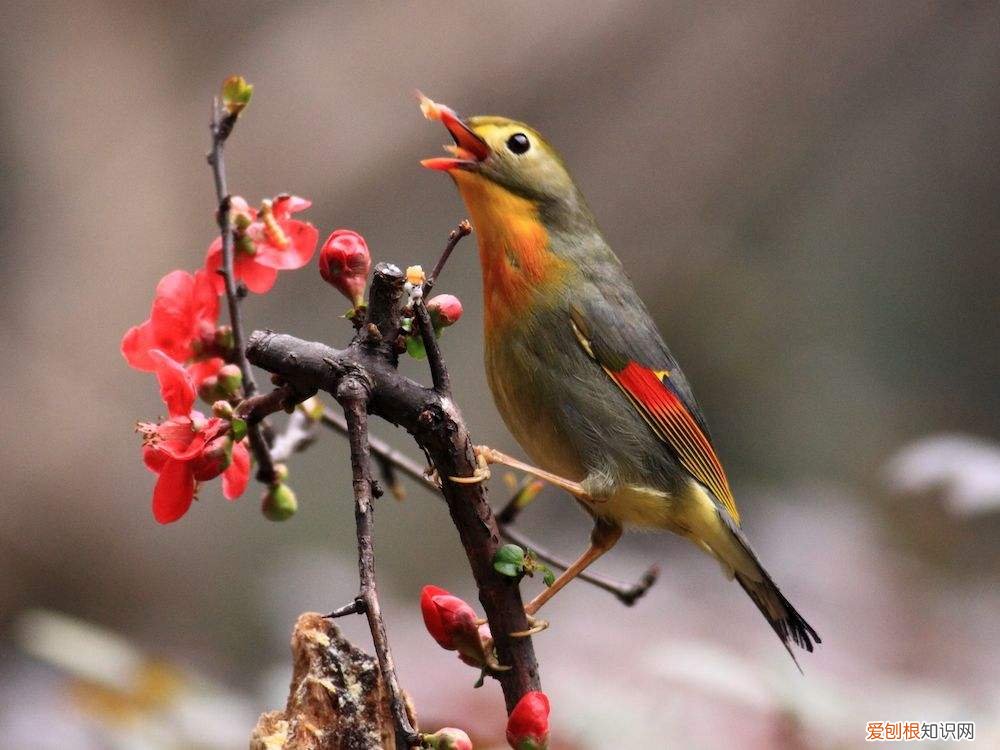 画眉鸟不叫有什么办法，画眉鸟不喜欢叫怎么办