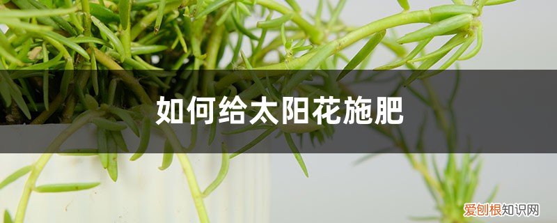 给太阳花施什么肥 太阳花施肥方法，用什么肥好