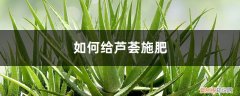 用什么给芦荟施肥最好 芦荟施肥方法，用什么肥好