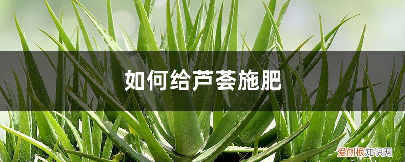 用什么给芦荟施肥最好 芦荟施肥方法，用什么肥好