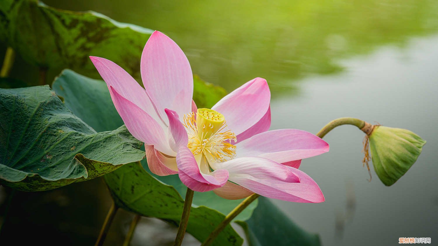 莲花施什么肥料 莲花施肥方法，用什么肥好