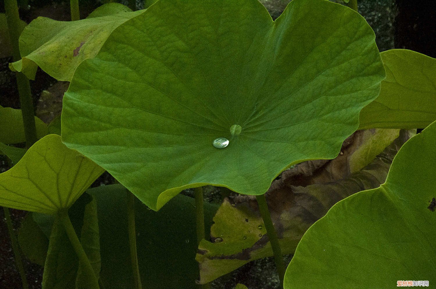 莲花施什么肥料 莲花施肥方法，用什么肥好