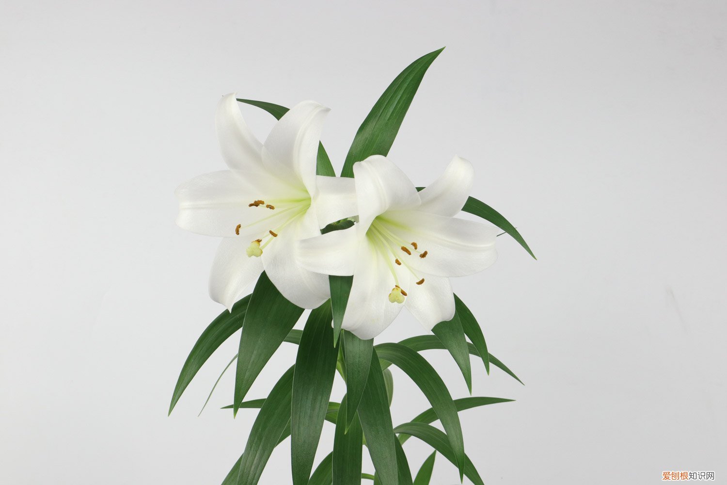 百合花施什么肥最好 百合花施肥方法，用什么肥好