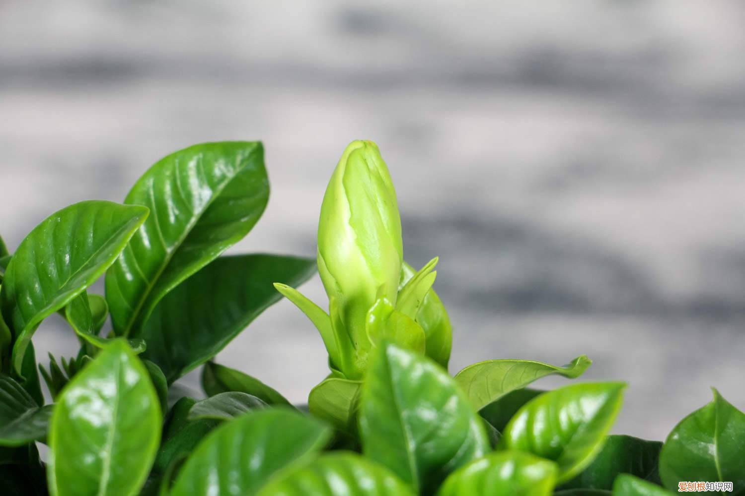 栀子花的用什么施肥 栀子花施肥方法，用什么肥好