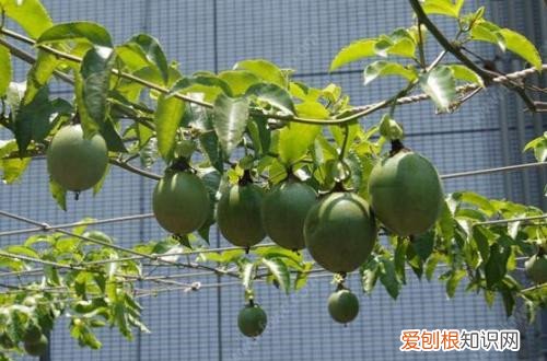百香果苗只长叶子不开花 百香果光长叶子不开花怎么回事？有可能是这四点原因造成的！