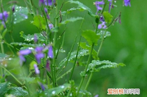 养花浇雨水好吗 用雨水浇花对植物的生长，原来有这么多的好处！