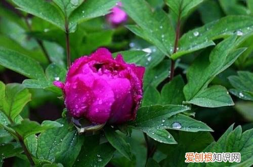 养花浇雨水好吗 用雨水浇花对植物的生长，原来有这么多的好处！