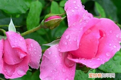 养花浇雨水好吗 用雨水浇花对植物的生长，原来有这么多的好处！
