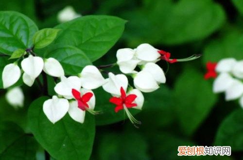 龙吐珠长的特好,但就是不开花怎么办 龙吐珠不开花是有原因的，这4点解决妙招在这里！