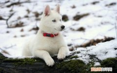 狗狗精神很好但是拉稀吃什么药 狗狗精神很好但是拉稀