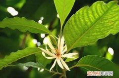 图 白兰花用什么土种好 白兰花多久换一次土