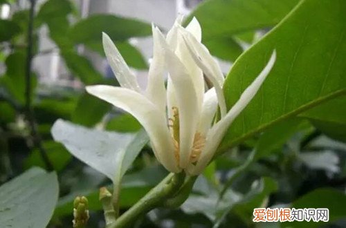 图 白兰花用什么土种好 白兰花多久换一次土