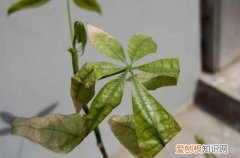 发财树叶子冻死了 发财树叶子冻伤了咋办？别不上心，了解这些处理方法，就能救回！