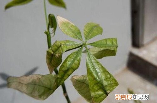 发财树叶子冻死了 发财树叶子冻伤了咋办？别不上心，了解这些处理方法，就能救回！