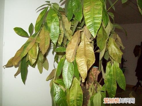 发财树叶子冻死了 发财树叶子冻伤了咋办？别不上心，了解这些处理方法，就能救回！