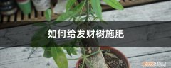 发财树可以用什么施肥 发财树施肥方法，用什么肥好