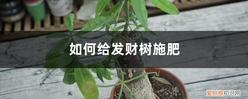 发财树可以用什么施肥 发财树施肥方法，用什么肥好