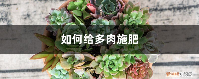 多肉最好的施肥方法 多肉施肥方法,用什么肥好
