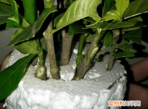 栀子花插水里怎么养开花时间长 水插栀子花很简单，只要注意几点细节，就能提高成活率！