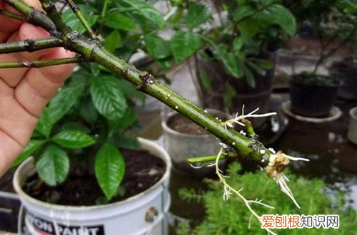 栀子花插水里怎么养开花时间长 水插栀子花很简单，只要注意几点细节，就能提高成活率！