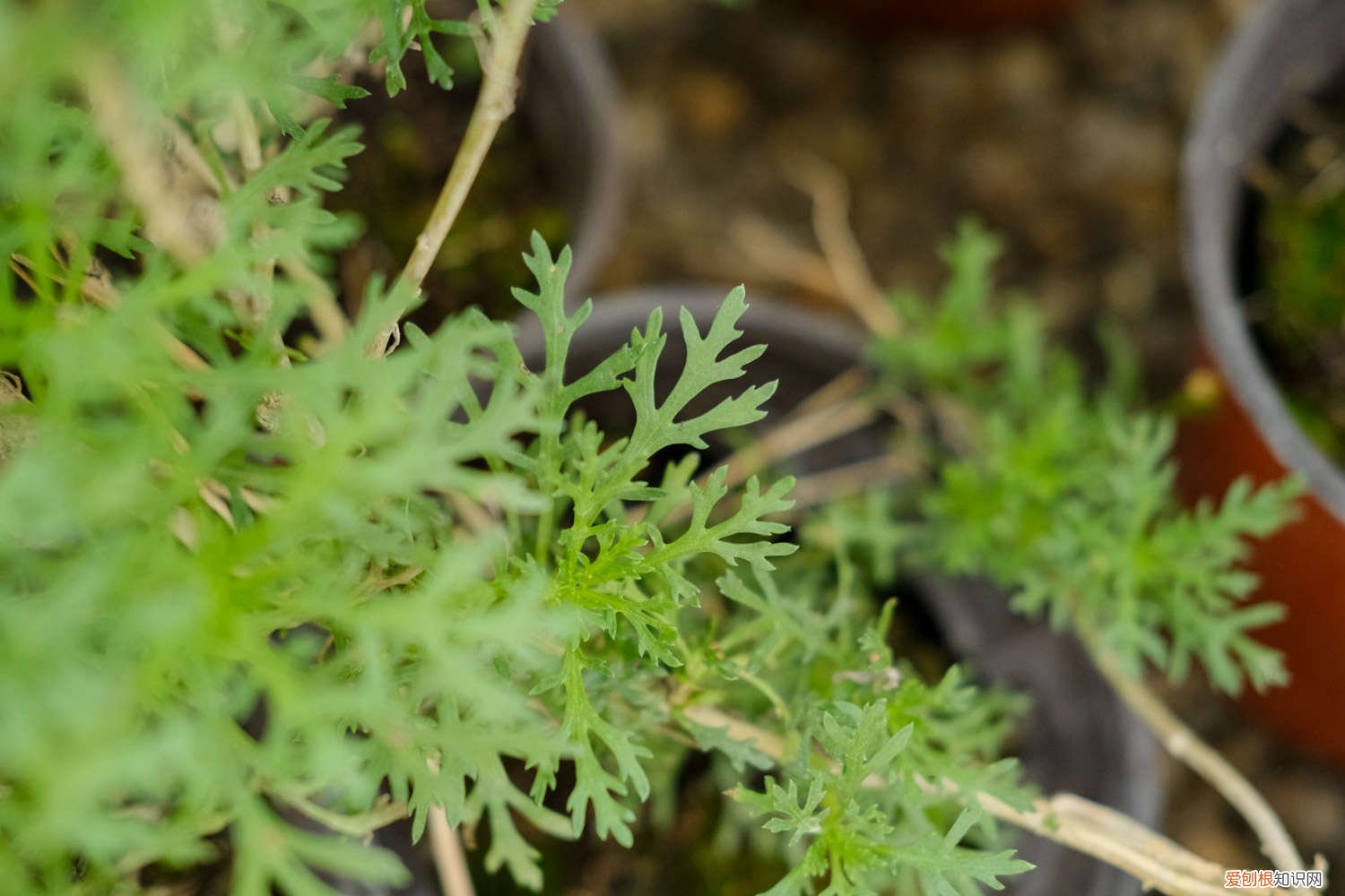菊花用什么花肥 菊花施肥方法，用什么肥好