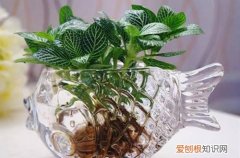水培植物养护小常识 水培植物要怎么养护的方法