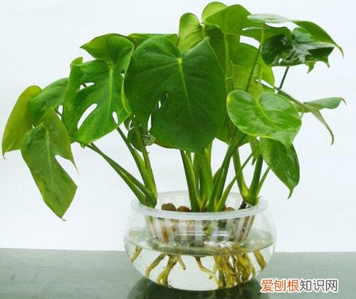 水培植物养护小常识 水培植物要怎么养护的方法