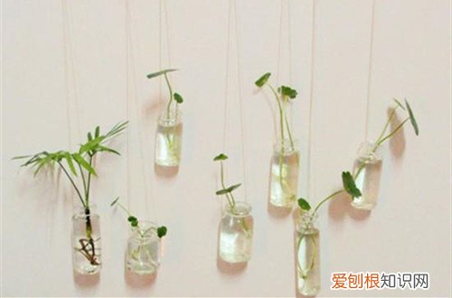水培植物养护小常识 水培植物要怎么养护的方法