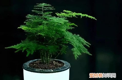 文竹一年四季怎么施肥？不同节季方法不同，了解这几点施肥不再难