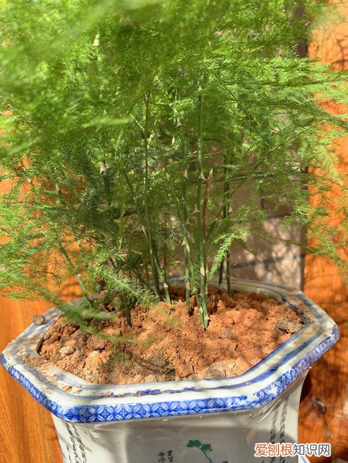 文竹一年四季怎么施肥？不同节季方法不同，了解这几点施肥不再难