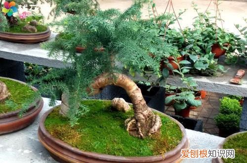 澳洲杉叶子发白没事吧 澳洲杉叶子不绿了怎么办？要结合多个原因对症下药，就能养护好！