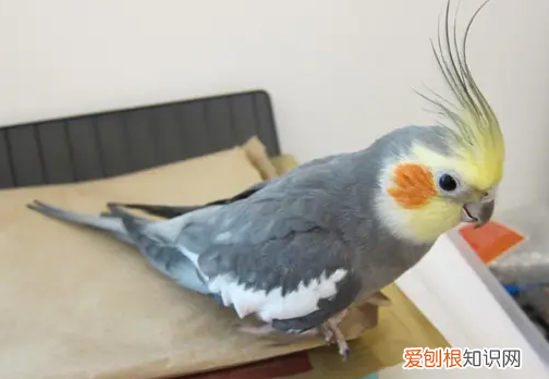 玄凤公原始灰变脸多久完成，玄凤两个月公原始灰