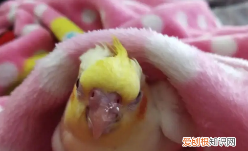 玄凤鹦鹉感冒能自愈吗，玄凤鹦鹉病了能治愈吗