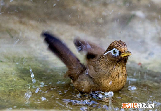 画眉鸟不遛什么后果，画眉鸟为什么要遛鸟