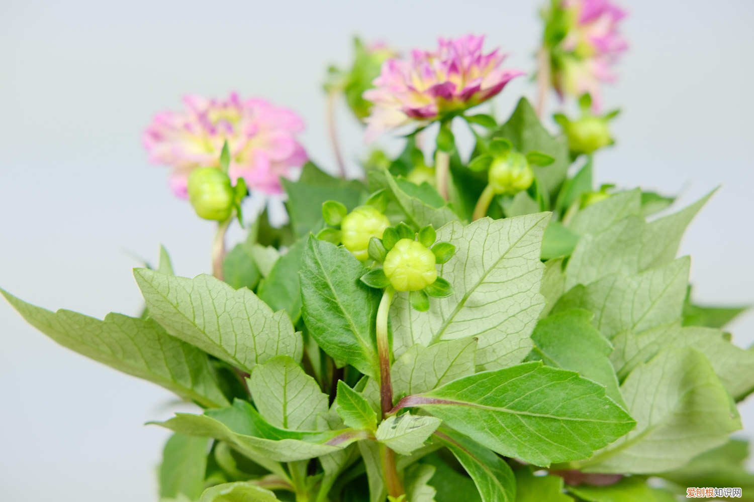 小丽花好养活吗 新买的小丽花怎么养