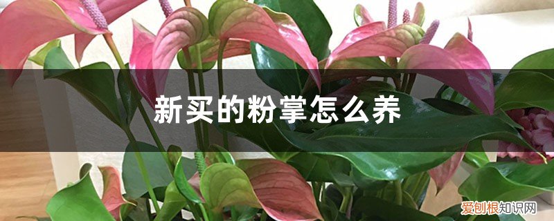 新买的粉掌怎么上盆 新买的粉掌怎么养