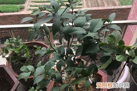 柠檬为什么开花不坐果 柠檬为何开花后不坐果，花量还很大，怀疑是买成公柠檬树？