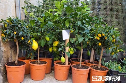 柠檬为什么开花不坐果 柠檬为何开花后不坐果，花量还很大，怀疑是买成公柠檬树？