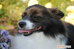 狗狗不吃不喝是不是就在等死 狗狗不吃不喝