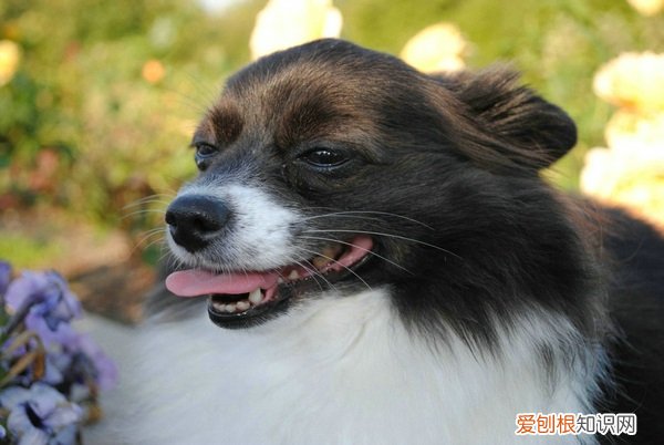 狗狗不吃不喝是不是就在等死 狗狗不吃不喝