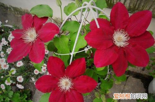 铁线莲最好养的品种推荐 铁线莲好养又漂亮的7个品种，值得新手入手！
